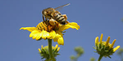 Bee On Flower(b) 500x250