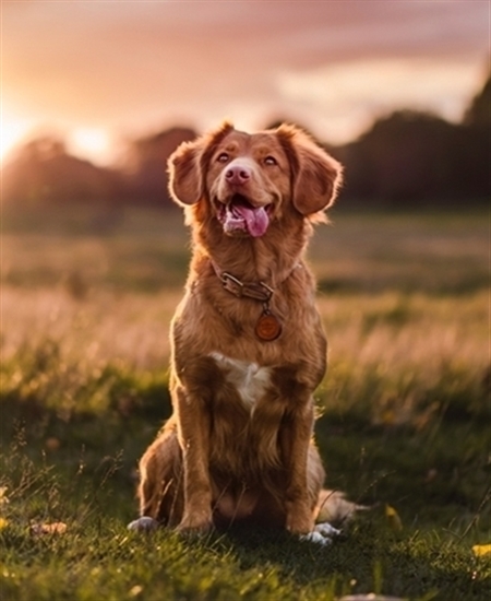 Dog at sunset 