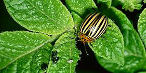 Beetle On Leaf 500x250