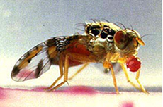 Mediterranean Fruit Fly from the side