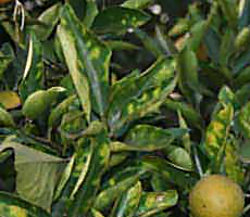 citrus variegated chlorosis