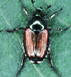 Japanese beetle 