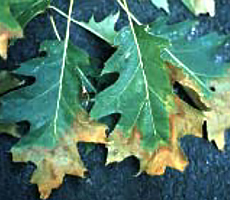 oak leaf scorch