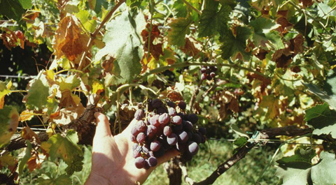 pierce disease in wine grapes