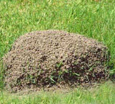 Red fire ant hill