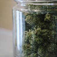 Cannabis Buds In Jar