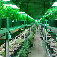 Cannabis Nursery Interior