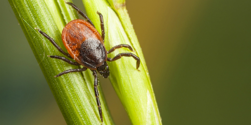Brown tick on a blade of grass