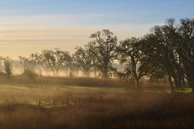 Landscape photo of oak trees over an open space.
