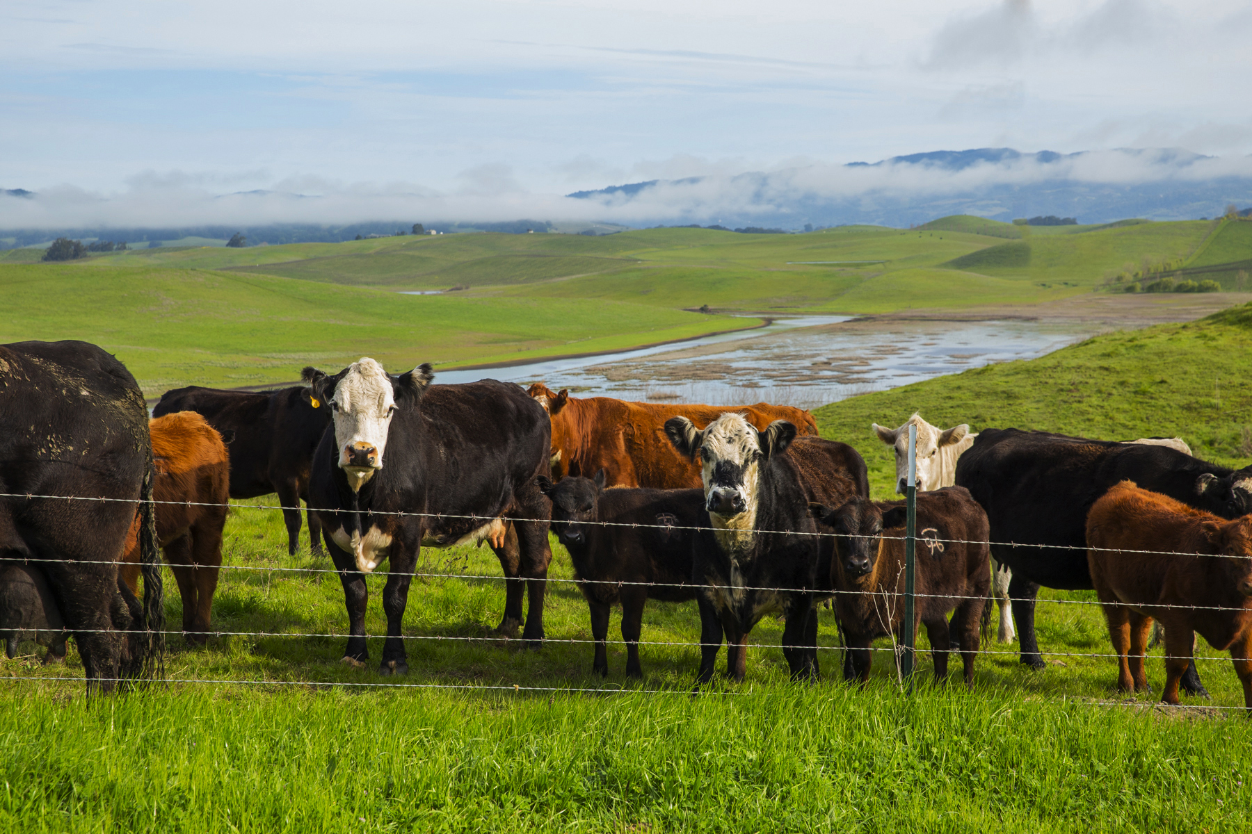 Cows grazing in front of Tolay Lake Regional Park