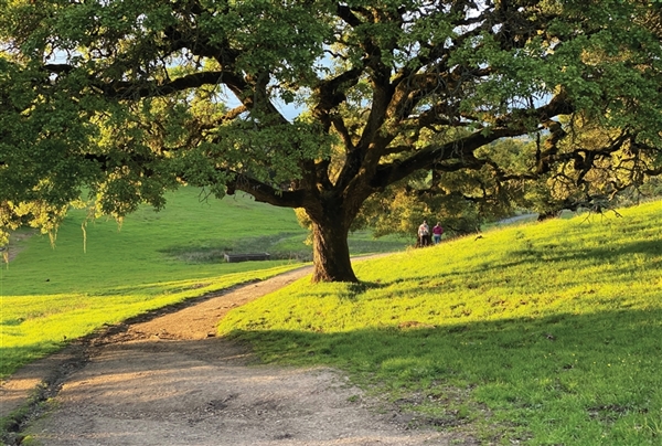 Oak tree alongside trail