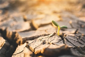 Small green plant sprouting from dry cracked earth