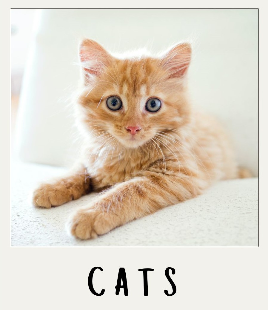 Cat Adoption Process/Fees – YOUR Humane Society SPCA