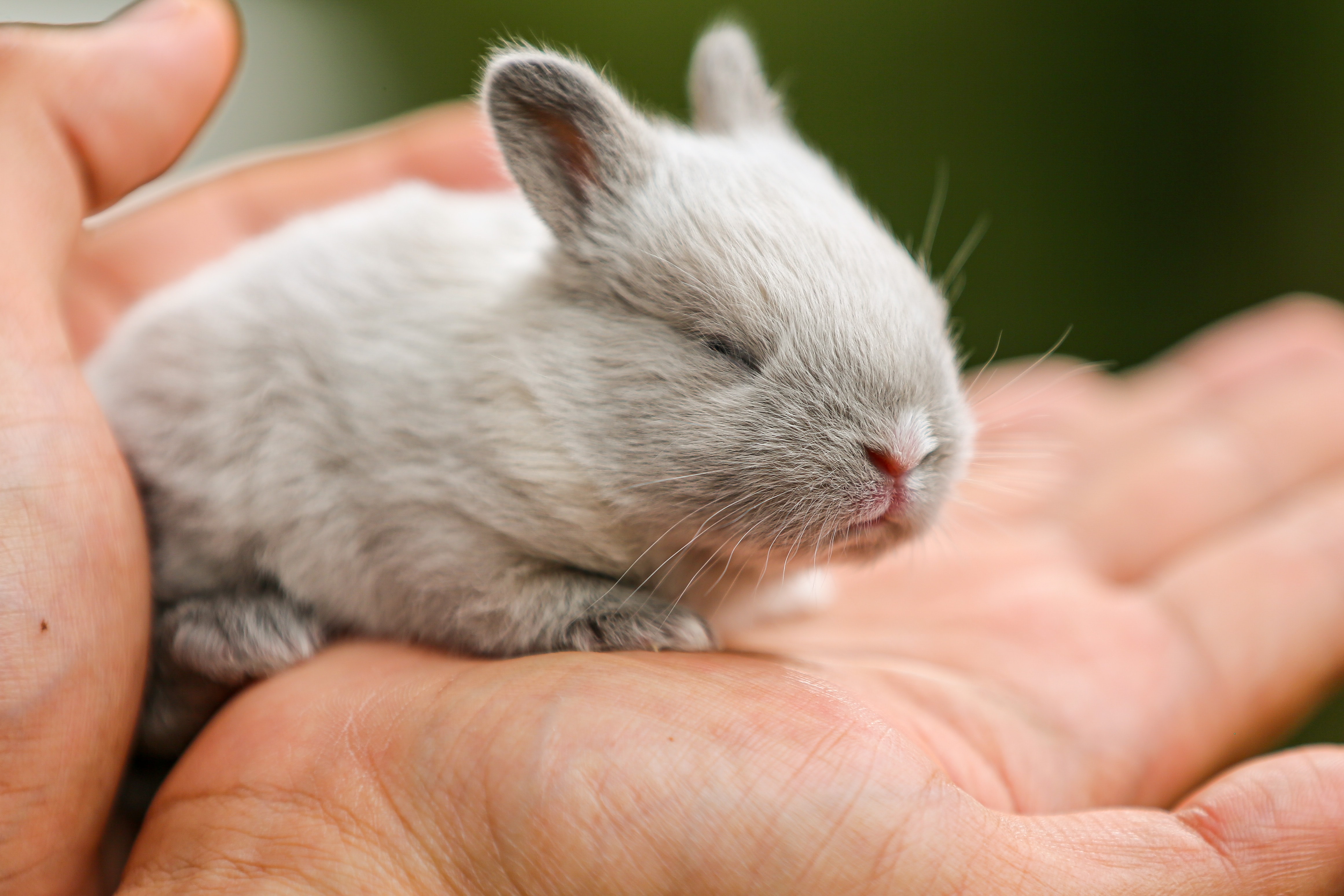 baby bunny in persons hands
