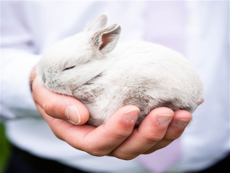 person holding bunny in hand