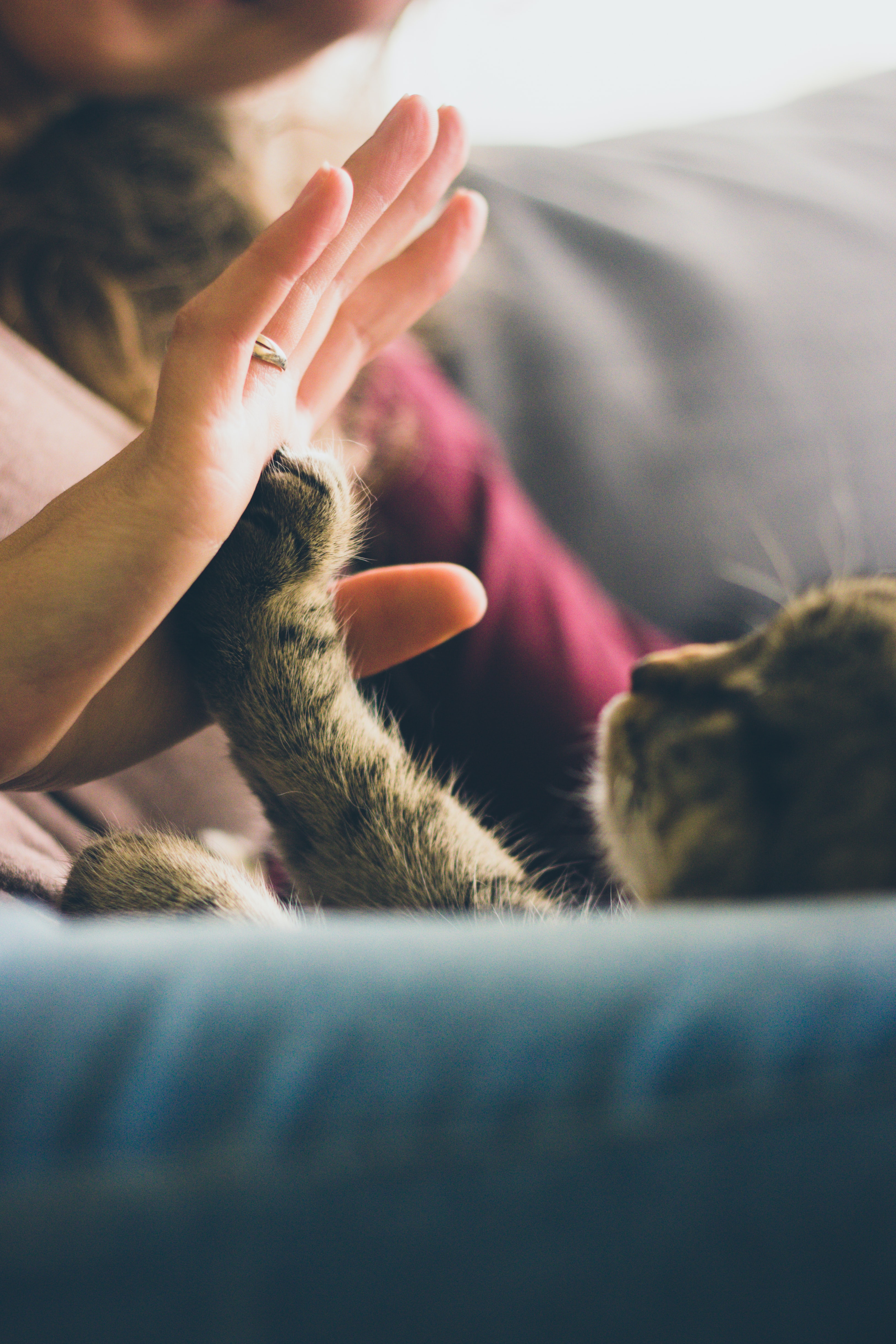 cat high five with human hand