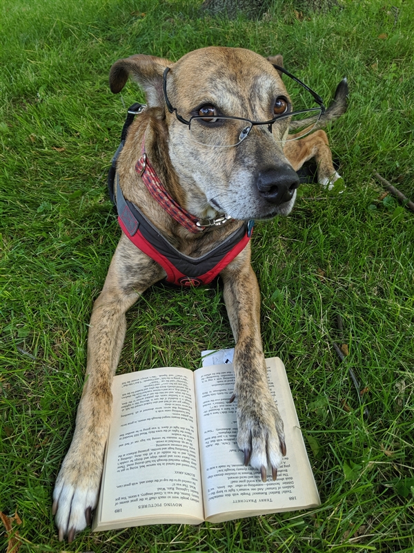 dog with glasses and book