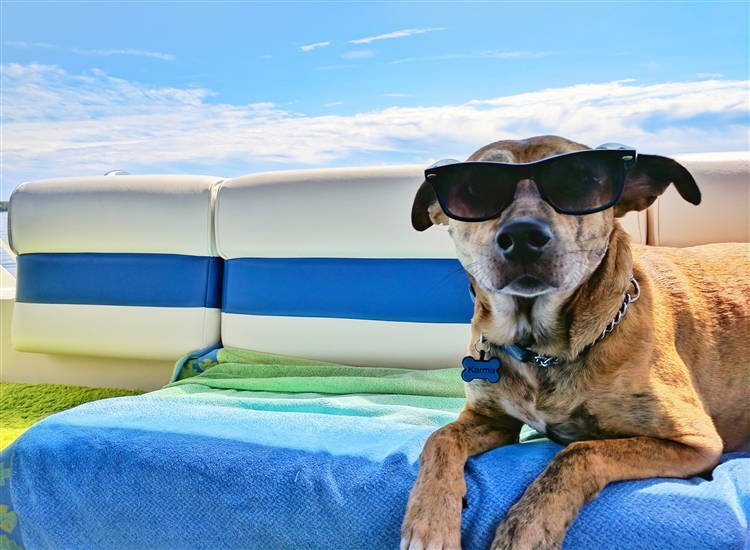 dog in sunglasses on boat