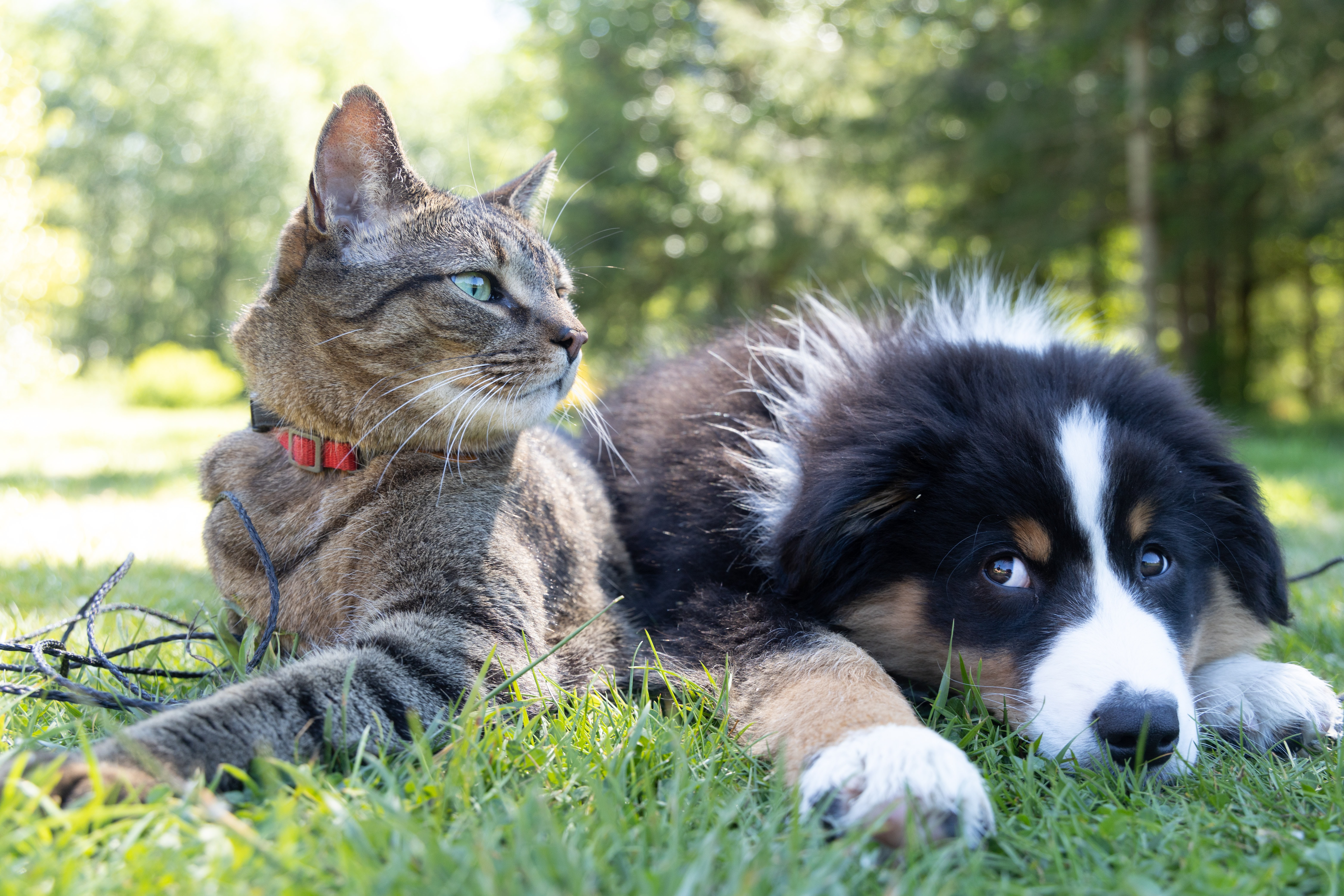 Dog and Cat lying on grass