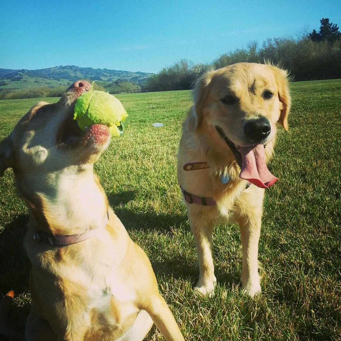 two dogs playing on grass with ball 