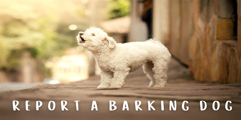 barking dog 