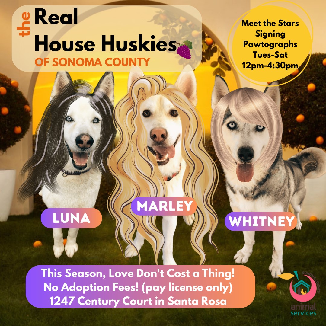 three huskies with wigs 