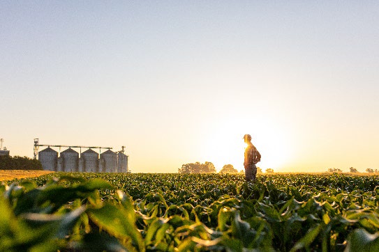 Farmworker standing in field